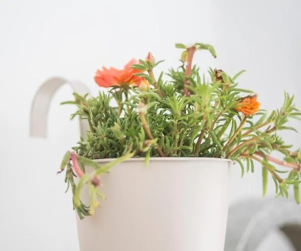 Aelia بيت للعطل سيمي